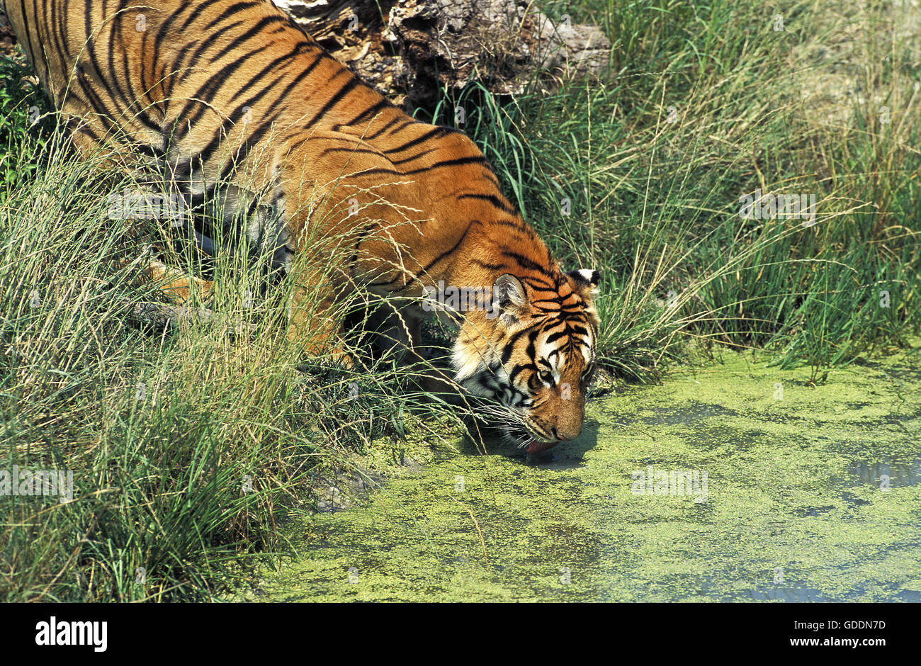 Tigre du Bengale, Panthera tigris tigris, eau potable Adultes Banque D'Images