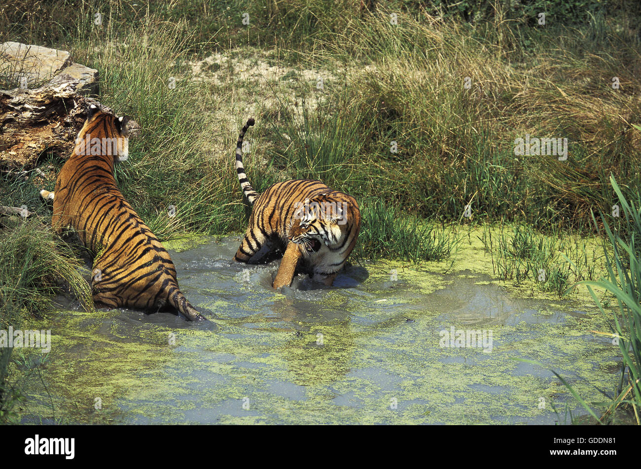 Tigre du Bengale, Panthera tigris tigris, debout dans l'eau Banque D'Images