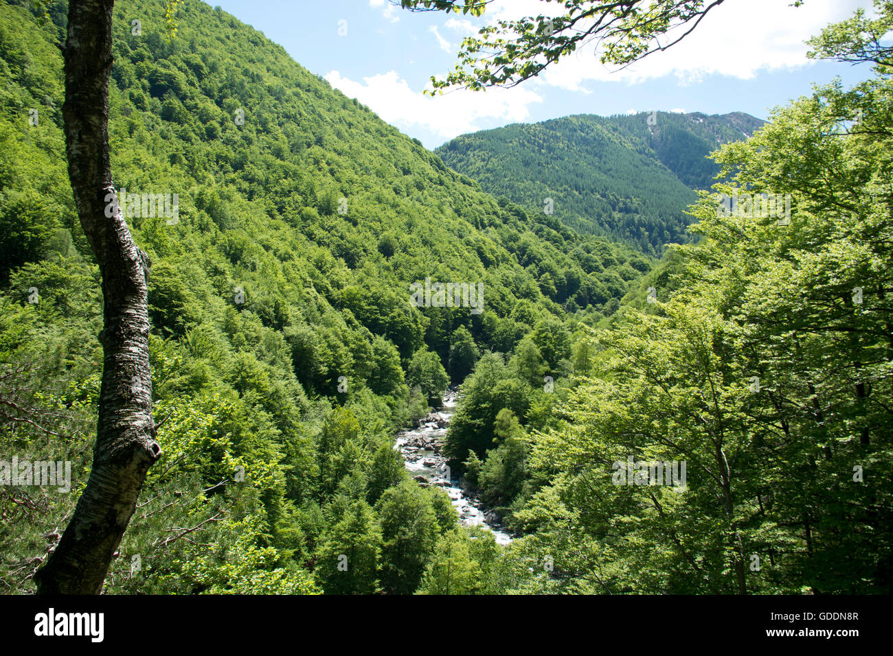 Italie,europe,le nord de l'Italie, Piemont,Valle Vigezzo,Valle Loana,bois,20130713,brook Banque D'Images