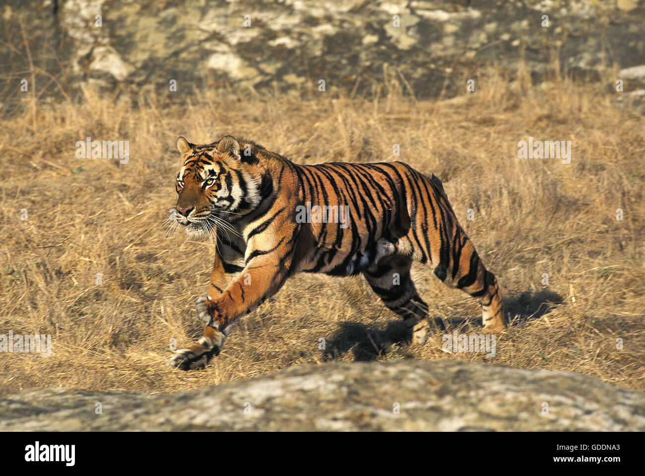 Tigre du Bengale, Panthera tigris tigris, des profils d'exécution Banque D'Images