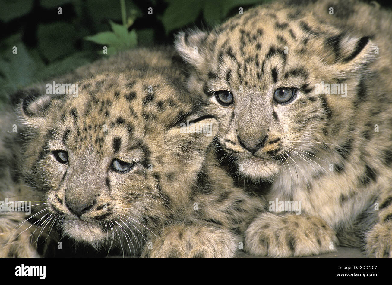 Snow Leopard ou d'Once, Uncia uncia, Cub Banque D'Images