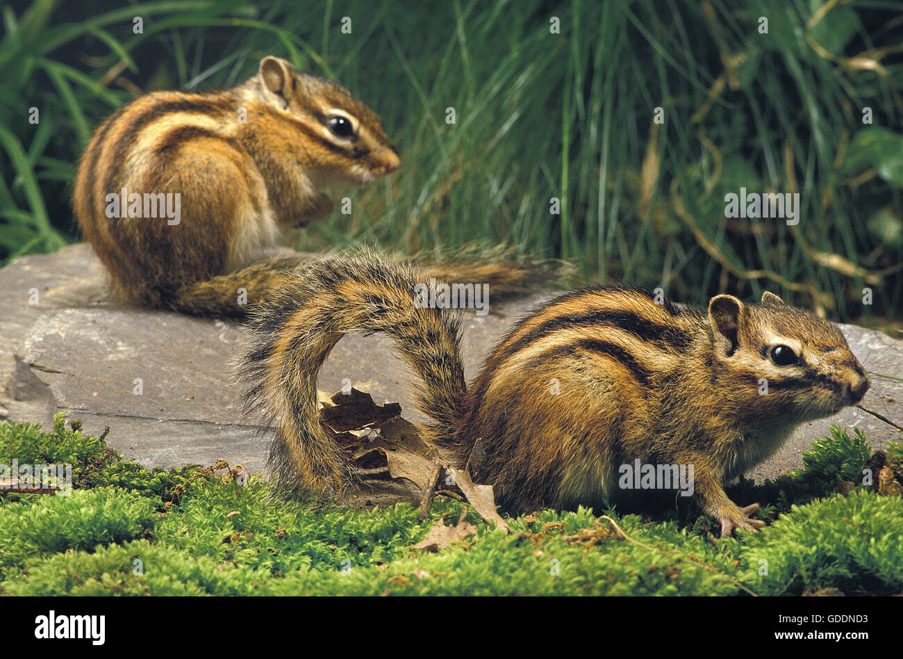 Eutamia sibericus Écureuil, coréen Banque D'Images