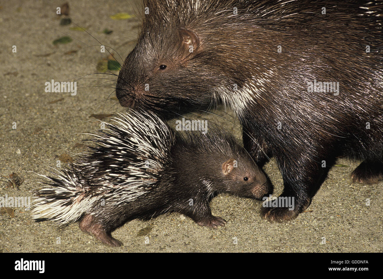 Porc-épic, hystrix cristata, mère et son petit Banque D'Images