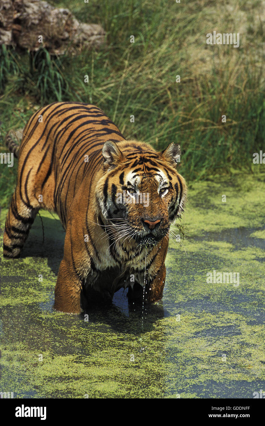 Tigre du Bengale, Panthera tigris tigris, adulte debout dans l'eau Banque D'Images