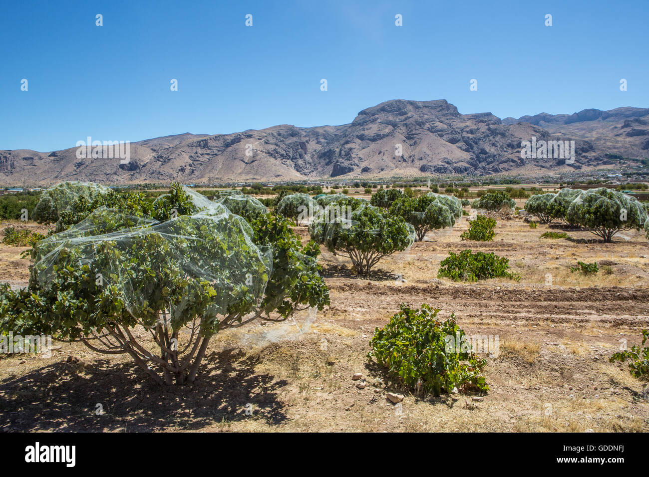 L'Iran, près de la ville de Fasa,Fig Tree plantation Banque D'Images