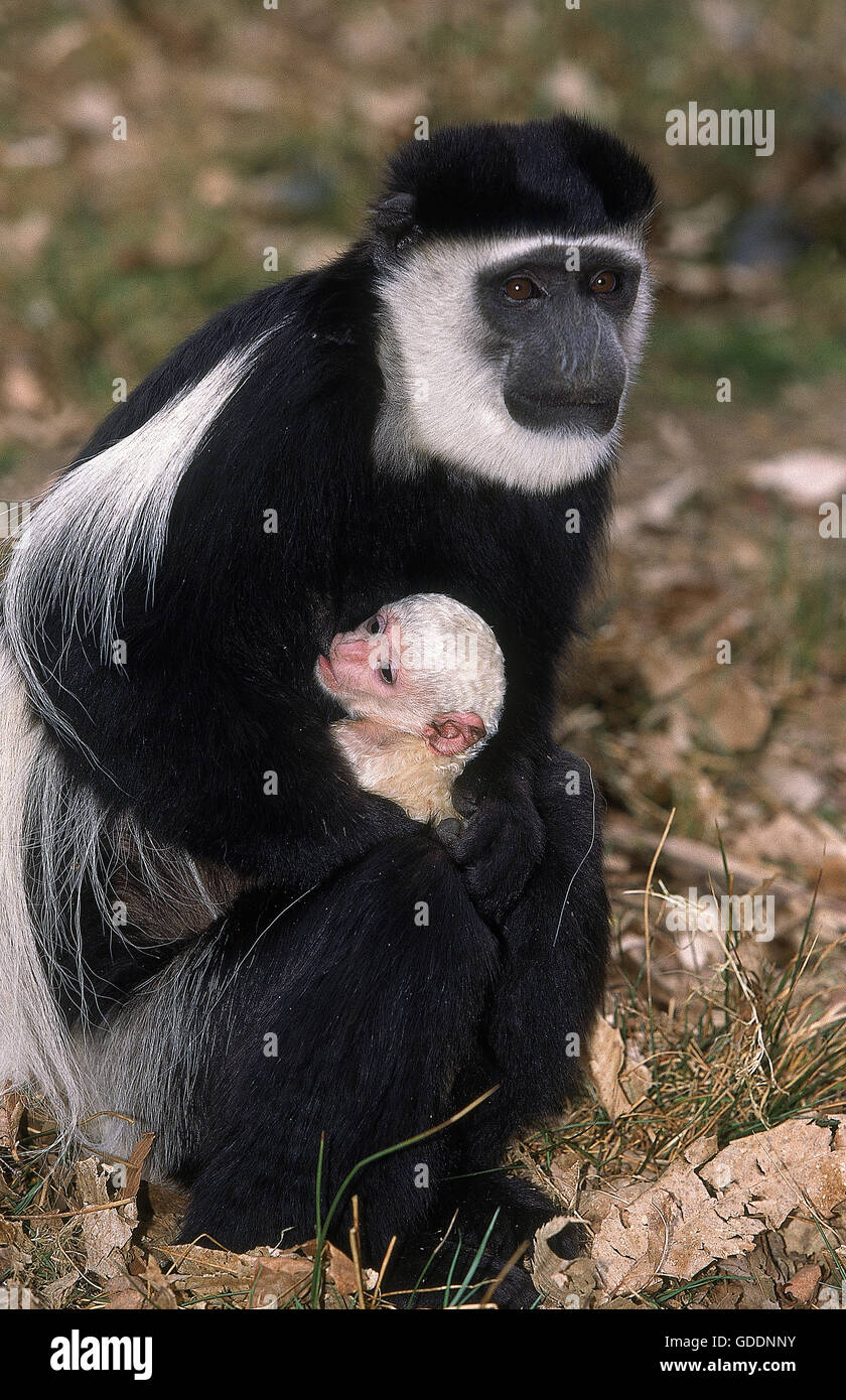 Colombus en noir et blanc, singe colobus guereza, la mère et les jeunes Banque D'Images