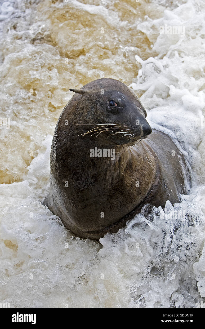 South African fur seal, Arctocephalus pusillus, Cape Cross en Namibie Banque D'Images