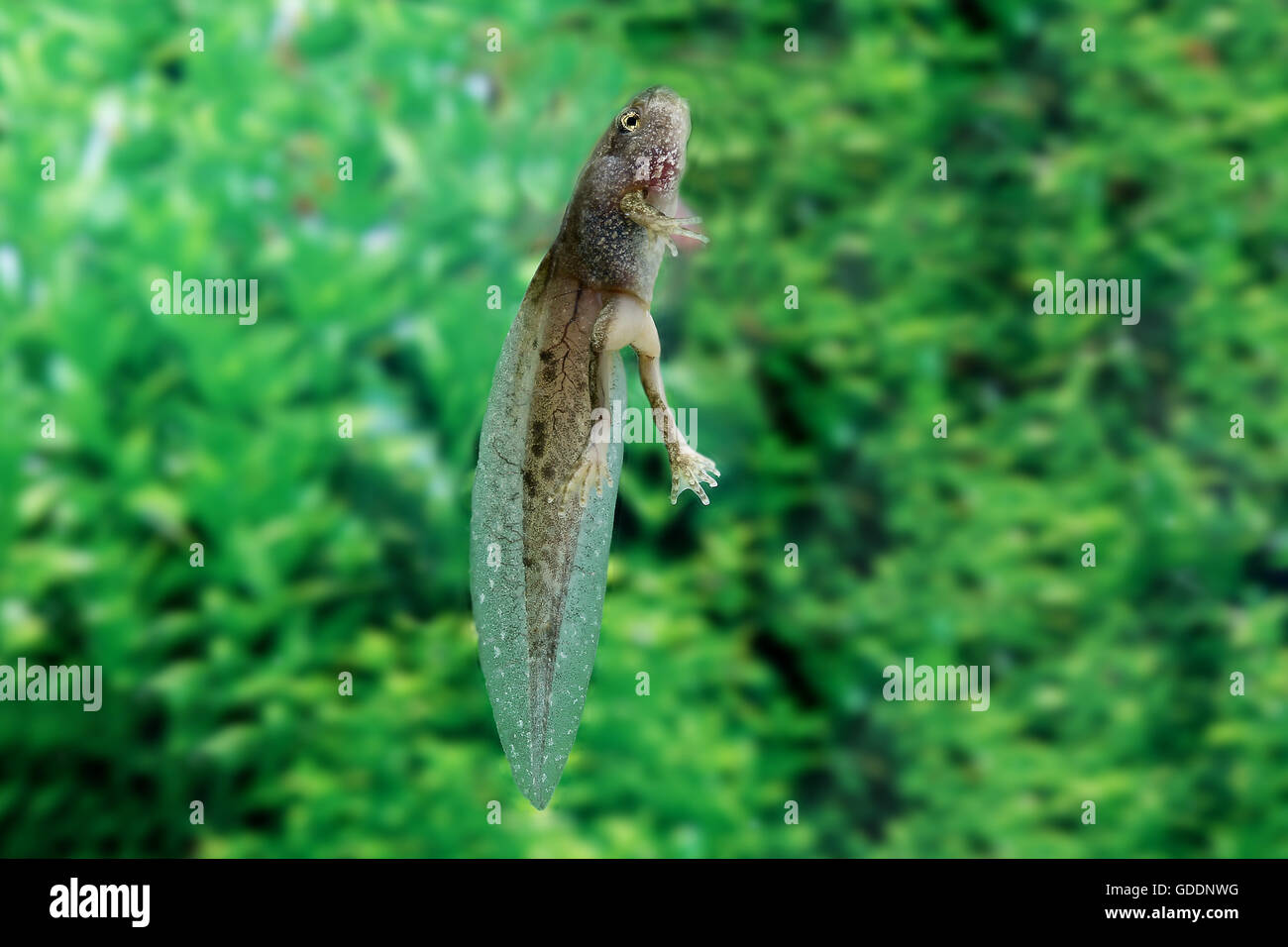Grenouille comestible ou grenouille verte, Rana esculenta, têtard en étang, Normandie Banque D'Images