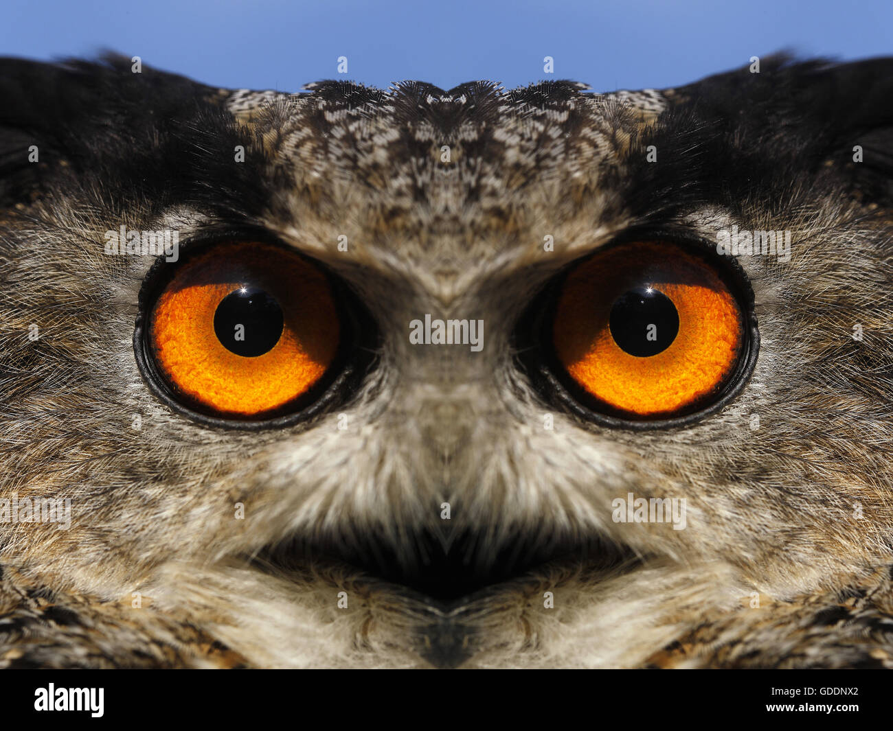 Eagle européennes d'Amérique, Bubo bubo, Portrait d'adulte, la composition numérique Banque D'Images