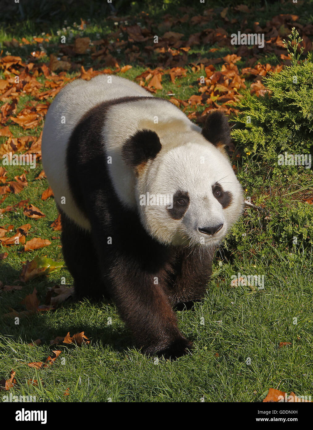 Le Panda Géant, Ailuropoda melanoleuca Banque D'Images