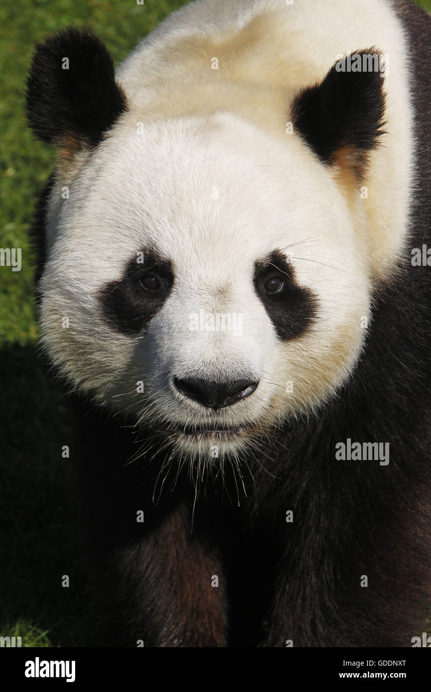 Le Panda Géant, Ailuropoda melanoleuca, Portrait d'adulte Banque D'Images