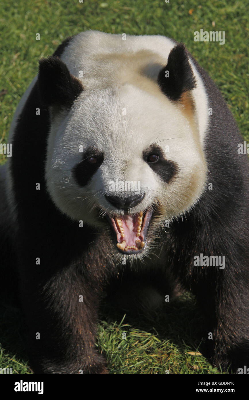 Le Panda Géant, Ailuropoda melanoleuca, bâillements Adultes Banque D'Images