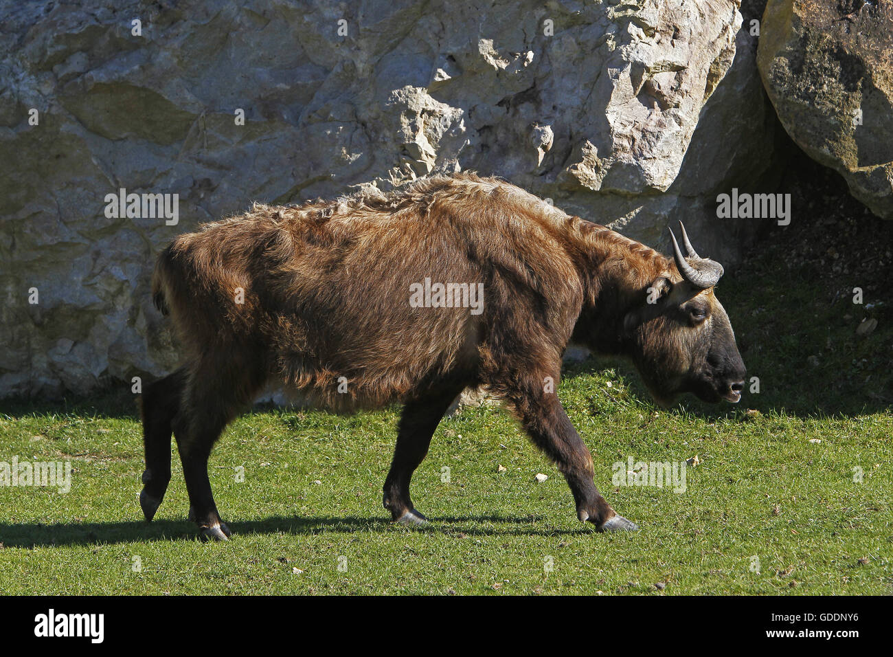 Takin, Budorcas taxicolor, adulte Banque D'Images