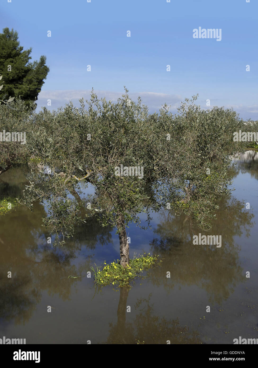 La plantation des arbres d'Olive inondées, Sicile, Italie Banque D'Images