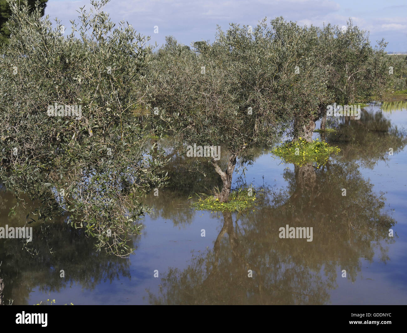 La plantation des arbres d'Olive inondées, Sicile, Italie Banque D'Images