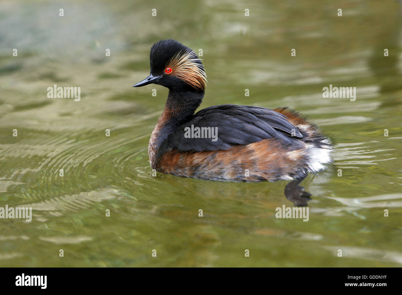 Grèbe à cou noir Podiceps nigricollis, natation adultes, sur l'étang, Pyrénées dans le sud ouest de la France Banque D'Images