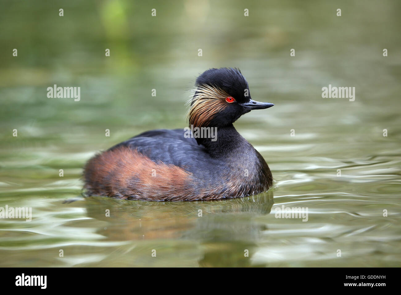 Grèbe à cou noir Podiceps nigricollis, natation adultes, sur l'étang, Pyrénées dans le sud ouest de la France Banque D'Images
