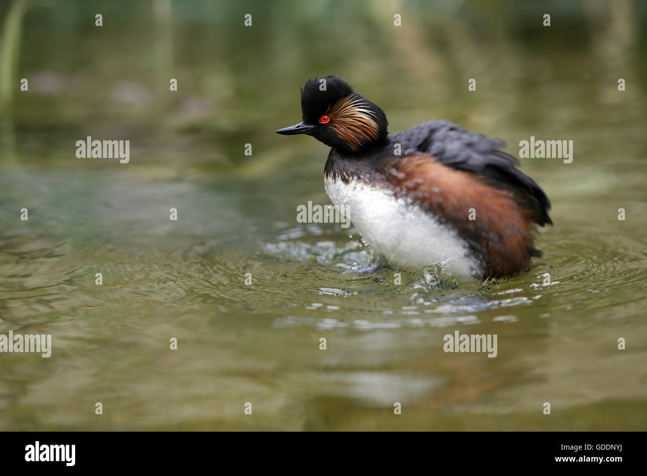 Grèbe à cou noir Podiceps nigricollis, adultes, secouant sur étang, Pyrénées dans le sud ouest de la France Banque D'Images