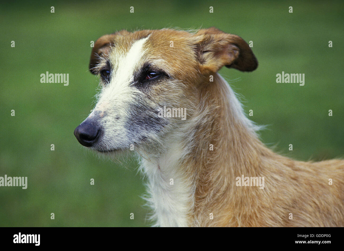Galgo espagnol Wire-Haired ou Espagnol Greyhound, Portrait d'adulte Banque D'Images