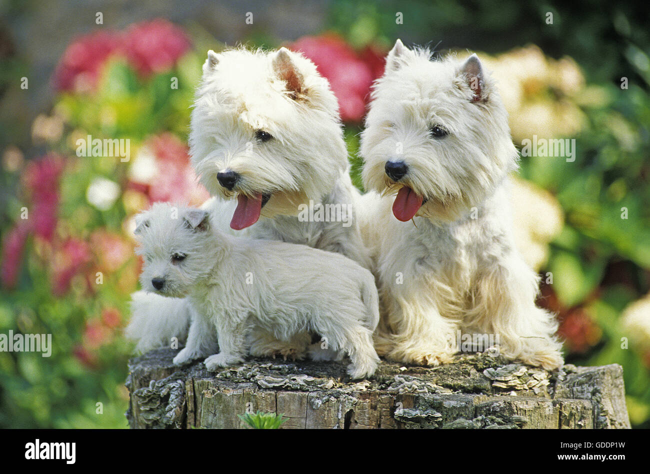 West Highland White Terrier, paire et Pup Banque D'Images