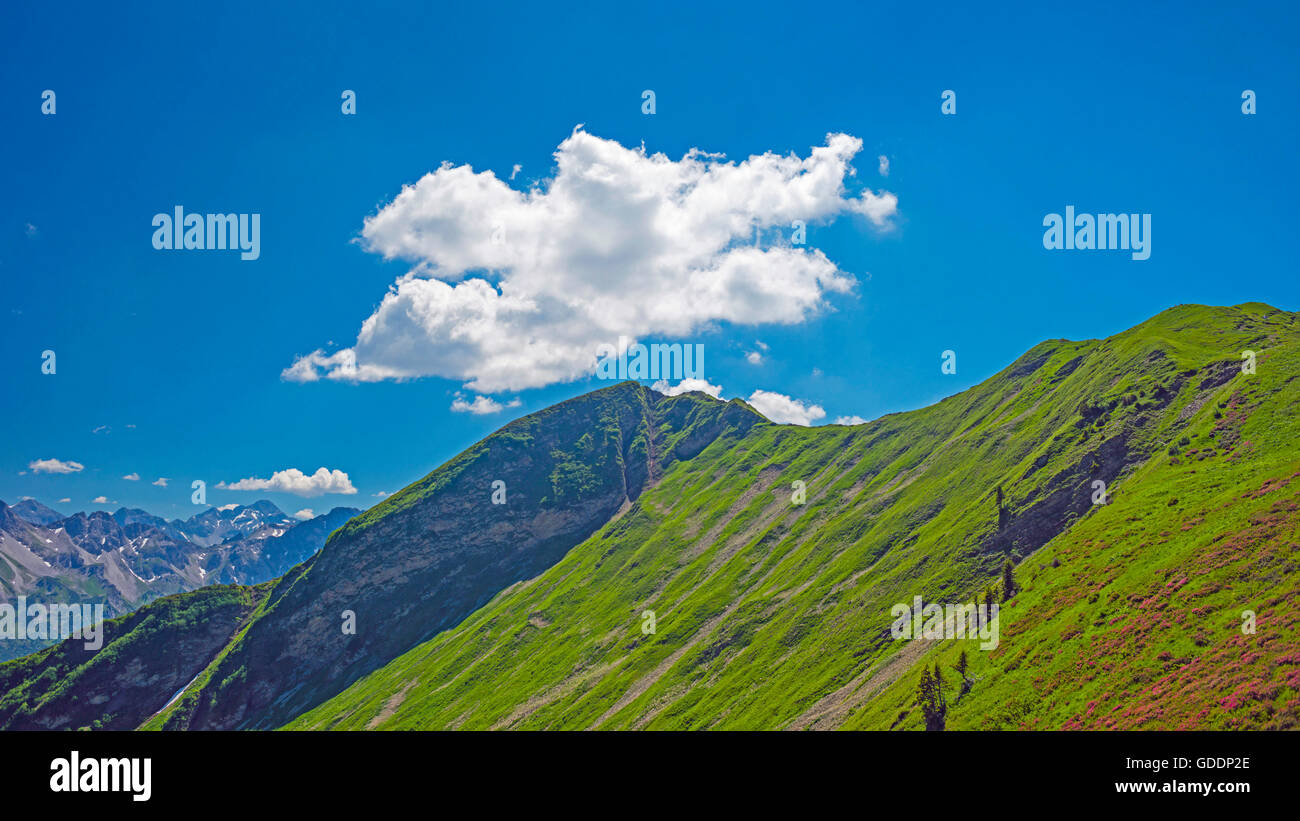 Allgäu,Alpes d'Allgäu, Alpes,Alpine Alpine Alpine,roses,roses,fleurs,à proximité de la Bavière Oberstdorf,Danemark,terres montagneuses Banque D'Images