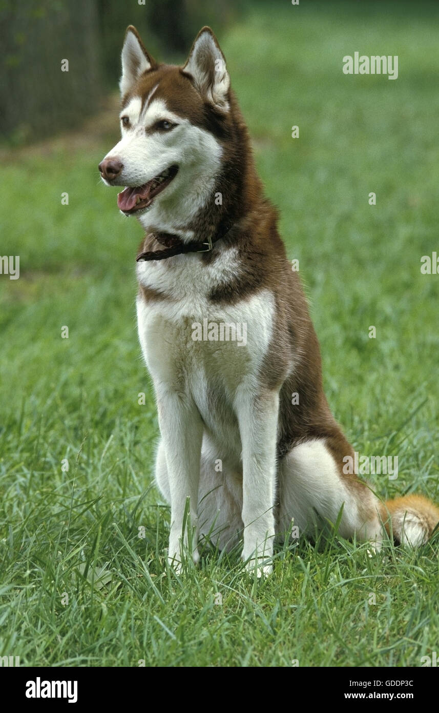 Husky de Sibérie, des profils sitting on Grass Banque D'Images