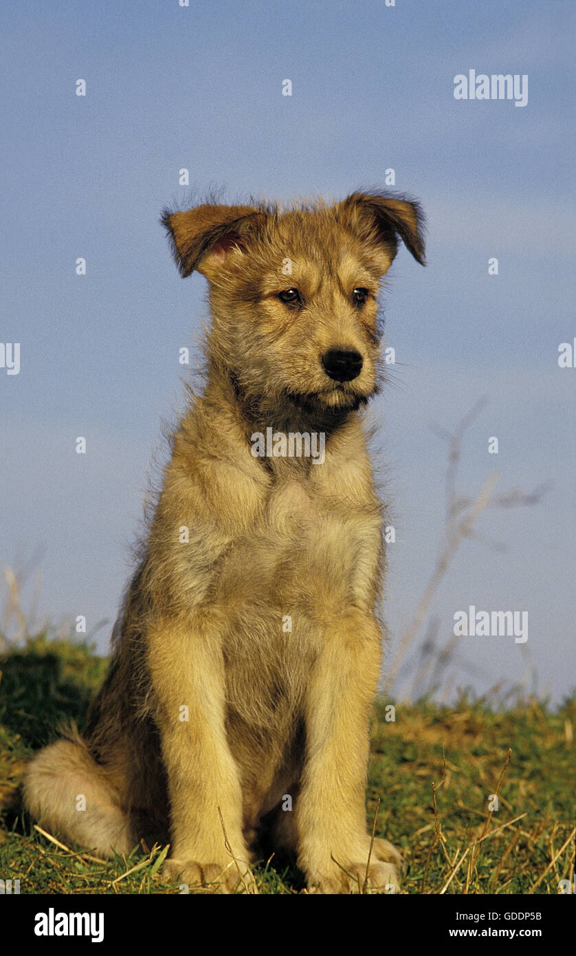 Chien de Berger Picardie, Pup sitting on Grass Banque D'Images