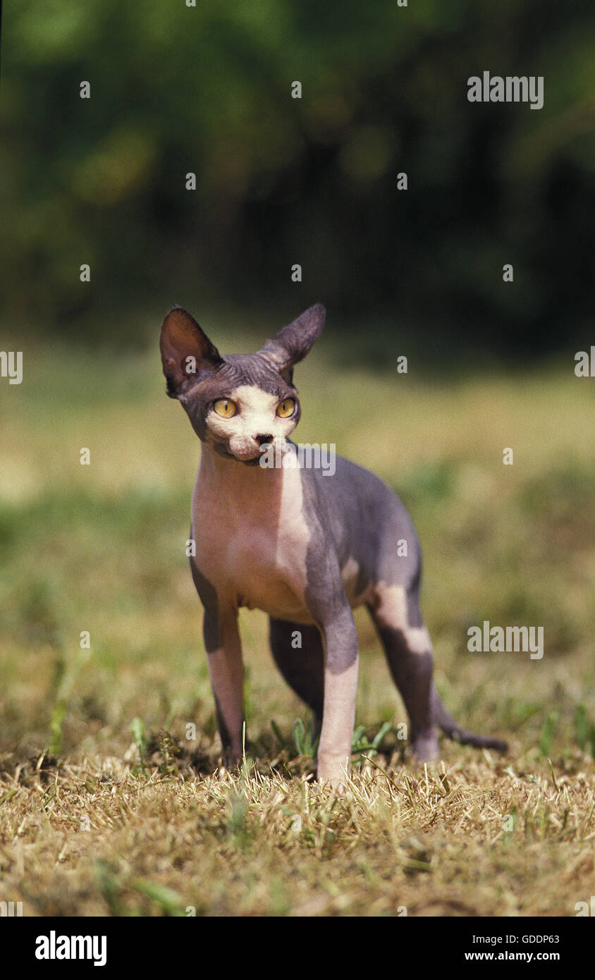 Chat sphynx, une race de chat domestique sans cheveux Banque D'Images