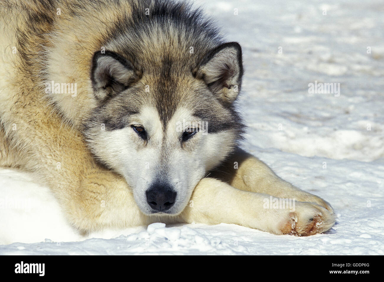 Husky de Sibérie, reposant sur la neige Adultes Banque D'Images