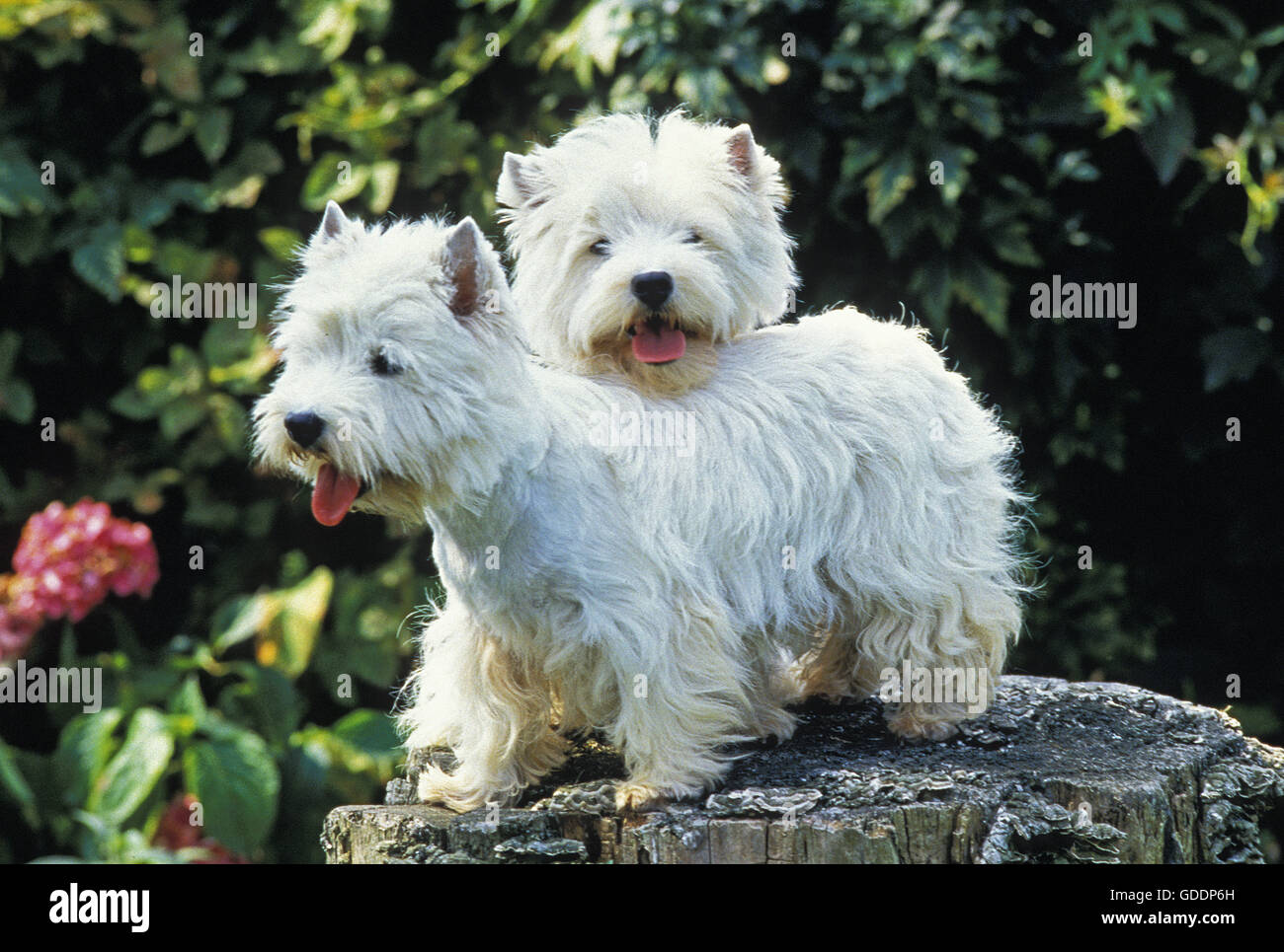 West Highland White Terrier, paire Banque D'Images