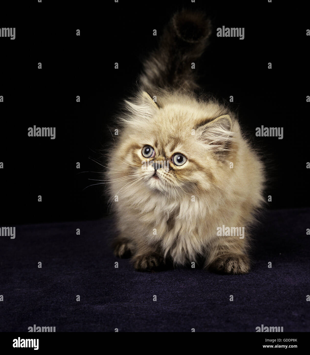 Persan Colourpoint Seal Point Chat domestique, chaton debout sur fond noir Banque D'Images