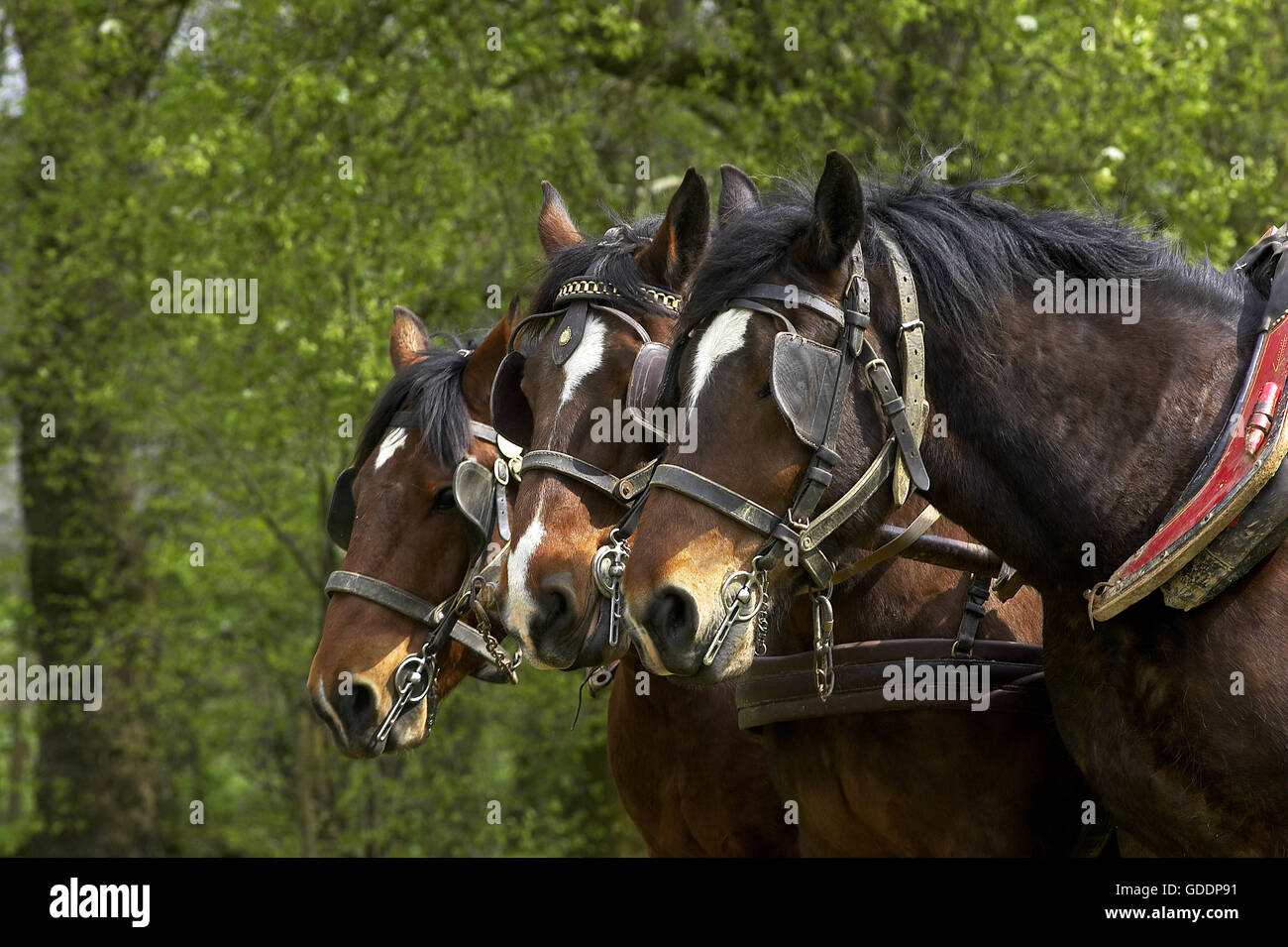 Harnaché Cob Normand Horse Banque D'Images
