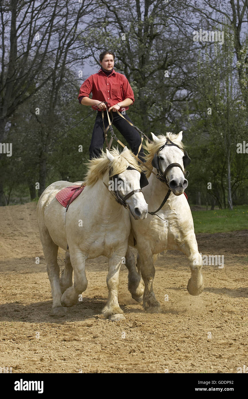 Chevaux de trait Percheron, une race française, la formation de spectacle équestre, Normandie Banque D'Images