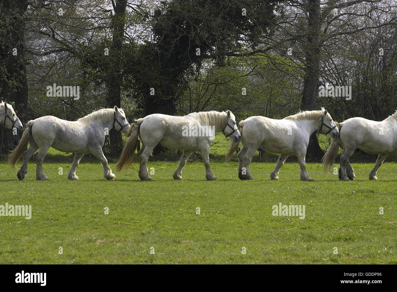 Chevaux de trait Percheron, Normandie Banque D'Images