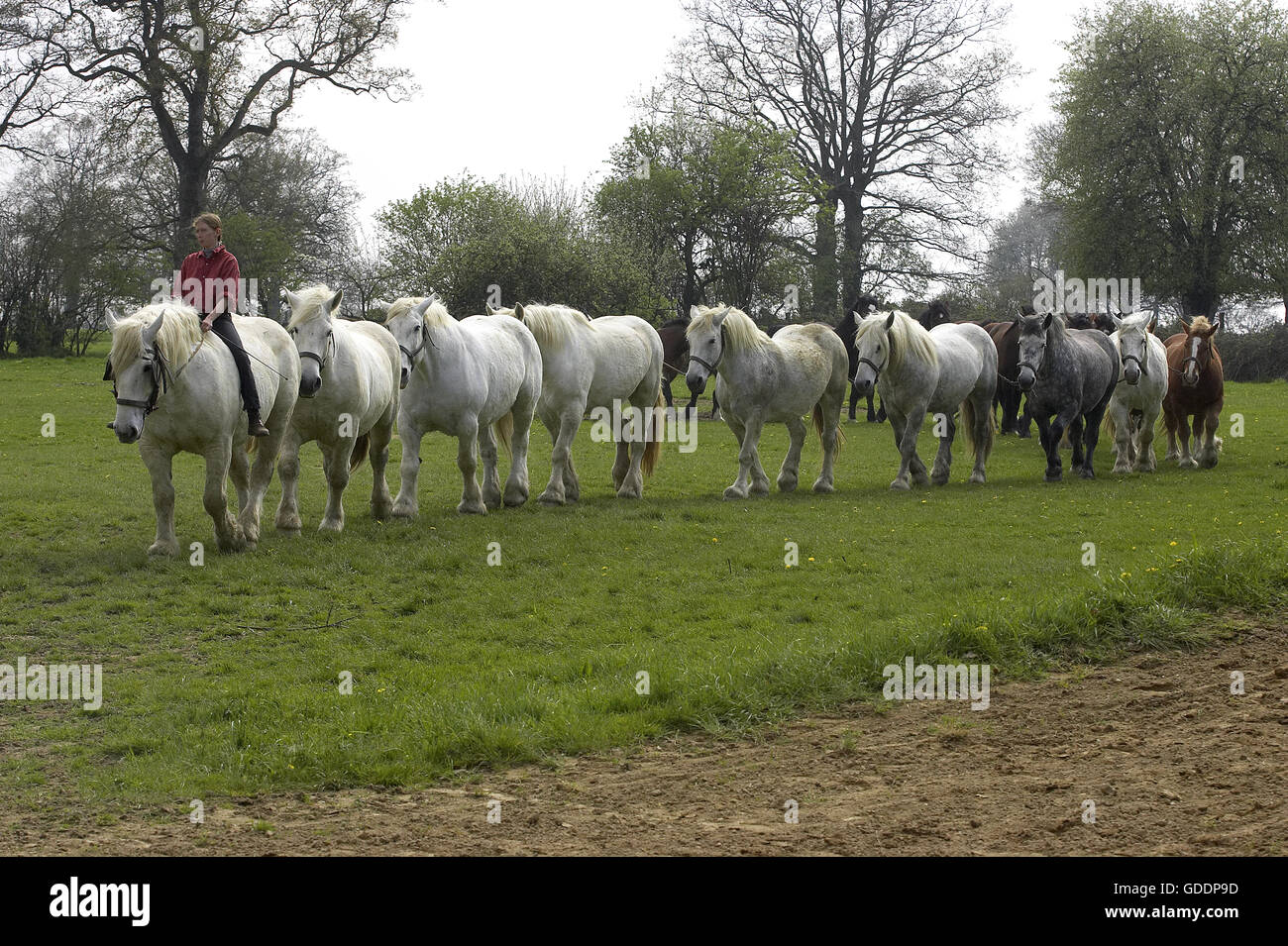 Chevaux de trait Percheron, Normandie Banque D'Images