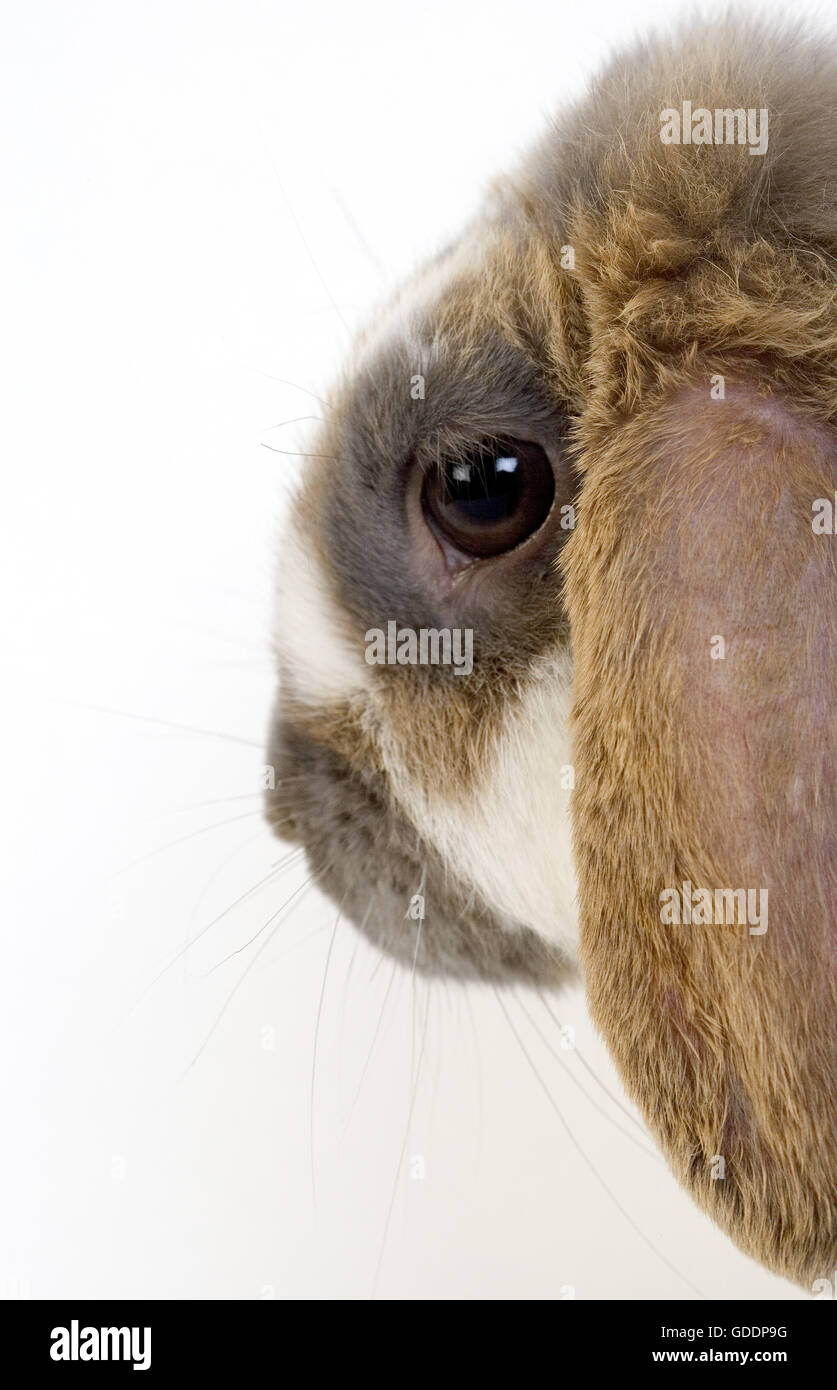 Lop-Eared lapin domestique, des profils contre fond blanc Banque D'Images