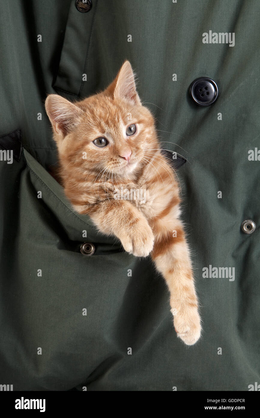 Red Tabby chat domestique, Kitten playing in Pocket Banque D'Images