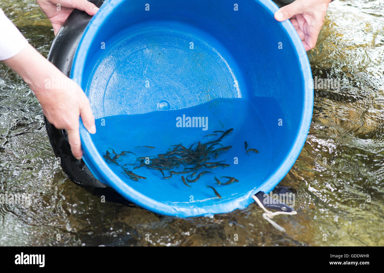 Freiburg, Allemagne. 15 juillet, 2016. Les jeunes saumons nager hors d'un seau dans la rivière Dreisam à Freiburg, Allemagne, 15 juillet 2016. Plus de 2 000 jeunes ont été libérés dans l'échantillon de la rivière Dreisam par les élèves et aux défenseurs des droits des animaux. Selon ses initiateurs, le projet vise à aider Salmon s'installer de façon permanente en petites rivières et le Rhin et l'augmentation de la population. Photo : PATRICK SEEGER/dpa/Alamy Live News Banque D'Images
