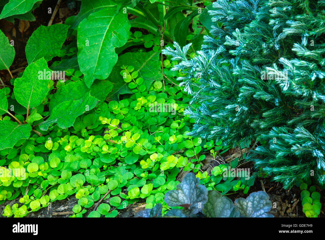 Lysimachia nummularia aurea avec Chamaecyparis Boulevard, Banque D'Images