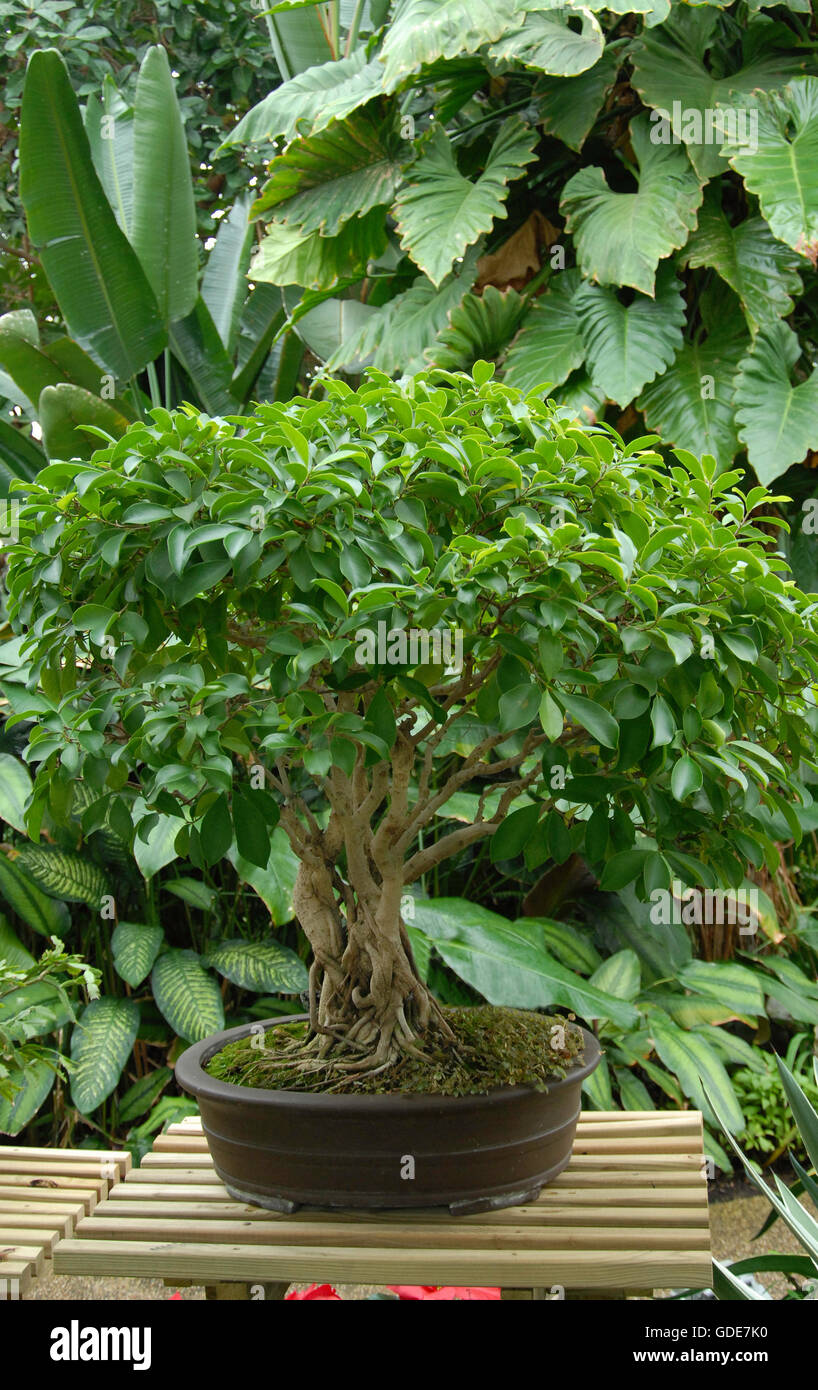 Arbre Banyan Ficus bengalensis Bonsai Banque D'Images