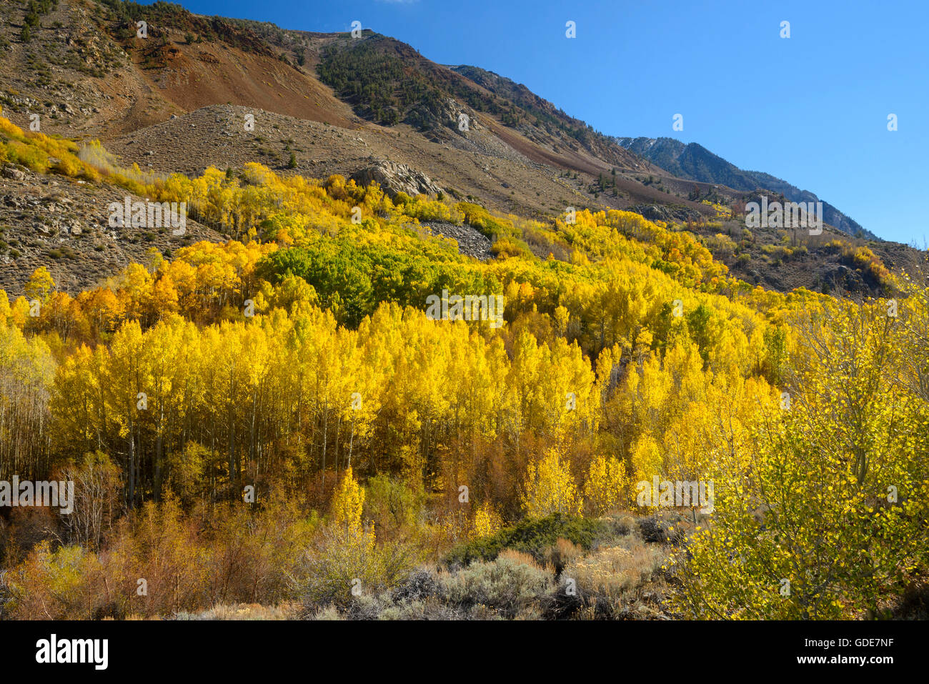 USA,California,Eastern Sierra,évêque,évêque creek feuillage,automne,automne,montagne, Banque D'Images