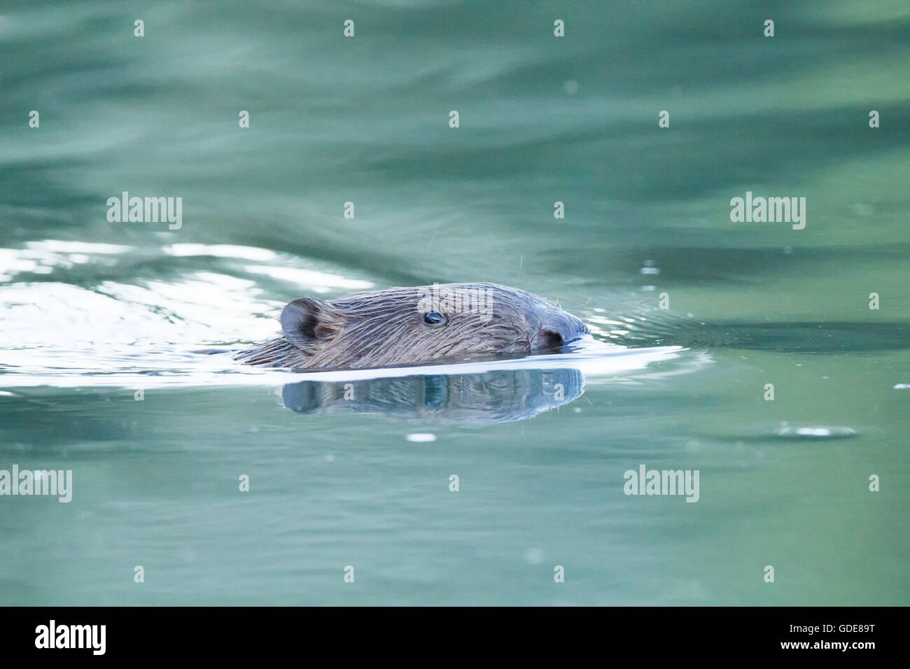 Nature,Animal,Mammal,wild,Suisse,Castor Castor,Rongeurs, Banque D'Images