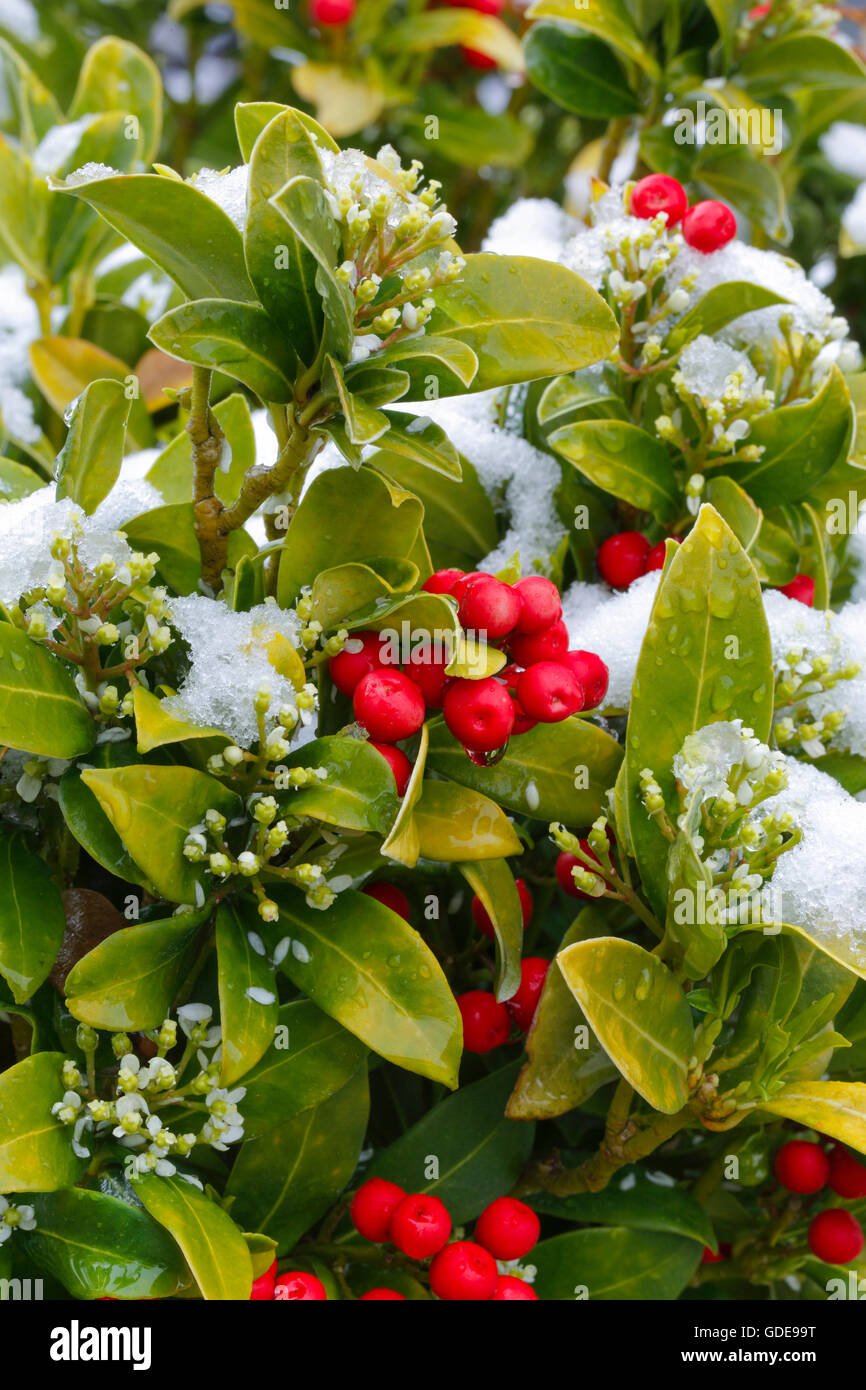 Skimmia Skimmia japonica ssp. reveesiana,Suisse, Banque D'Images