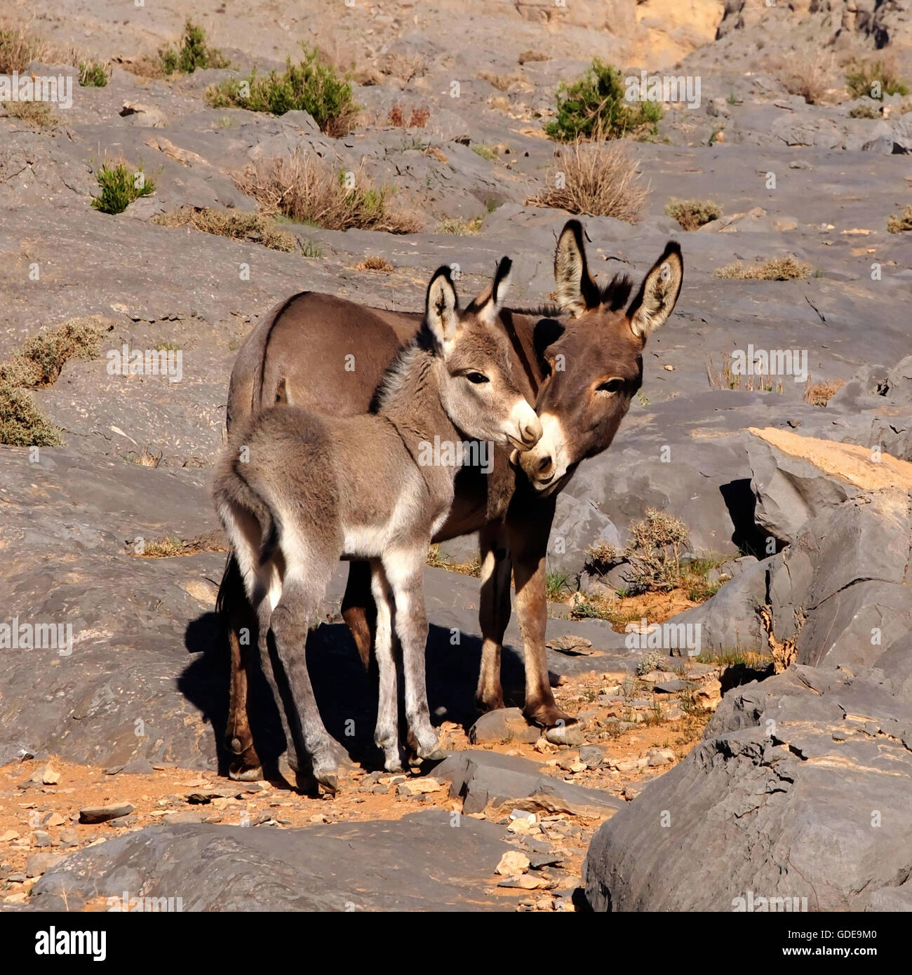 Âne avec jeune génération,Oman Banque D'Images