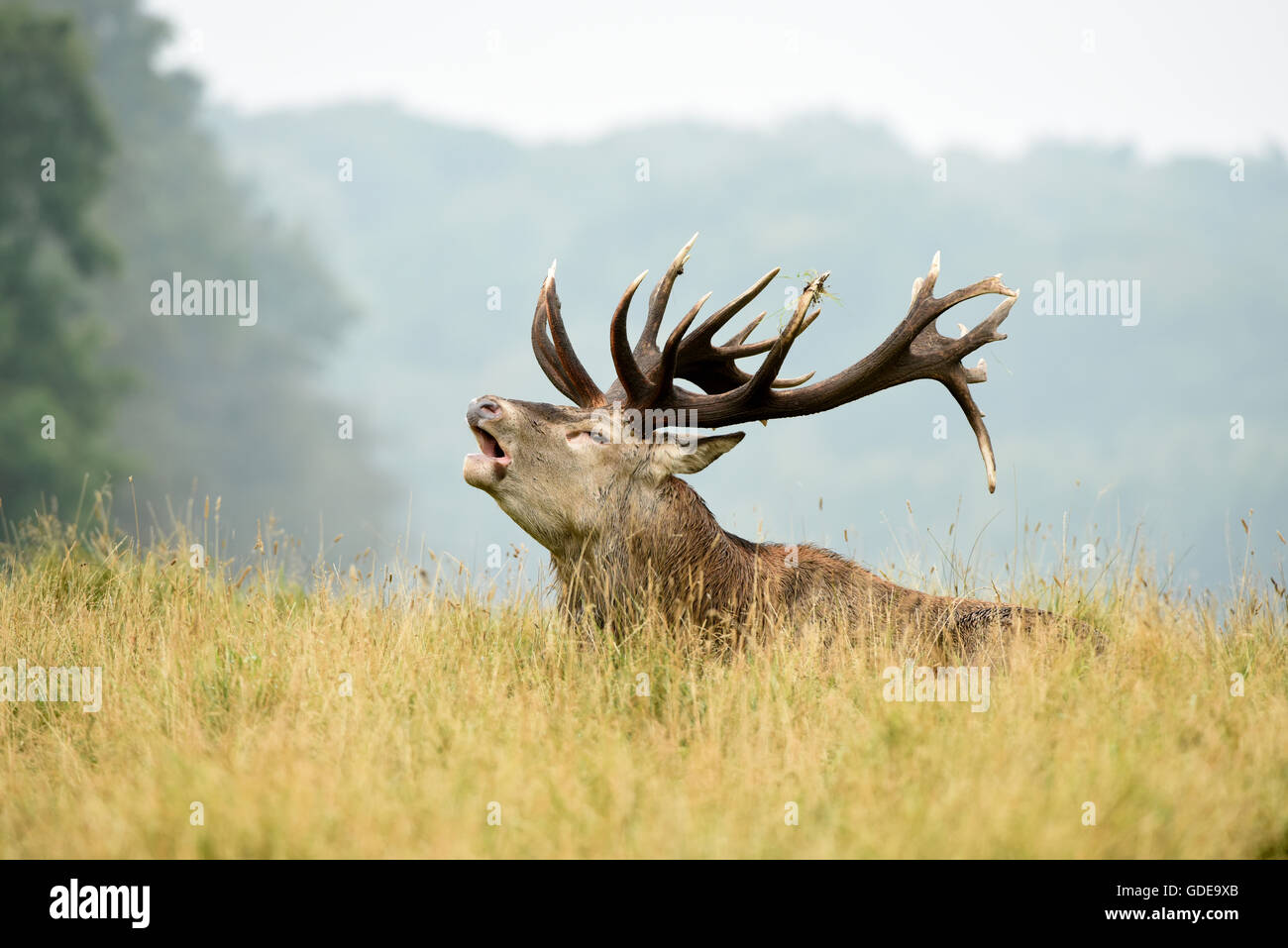 Red deer, ornière Banque D'Images