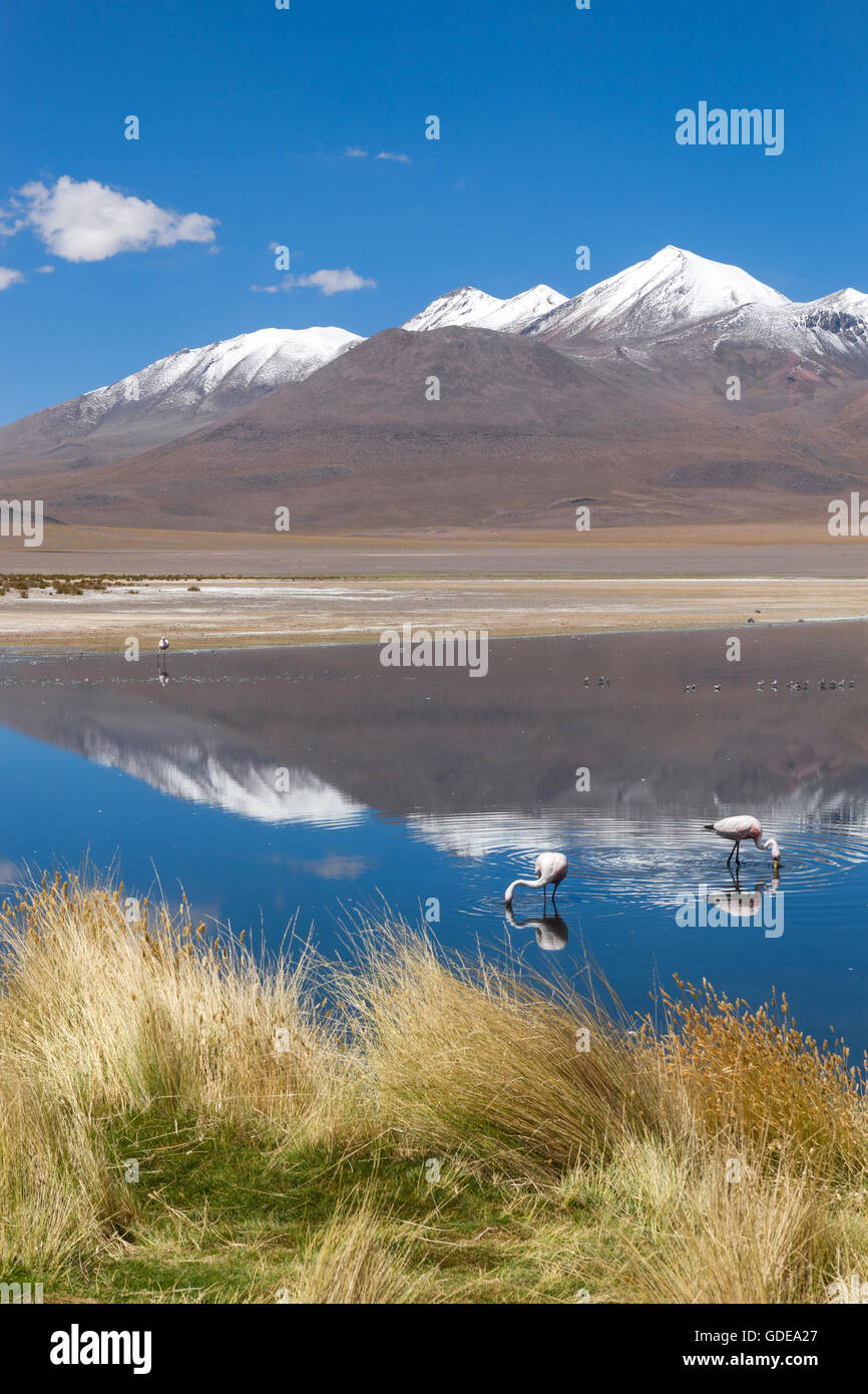 Laguna Canapa,Bolivie,Altiplano, Banque D'Images