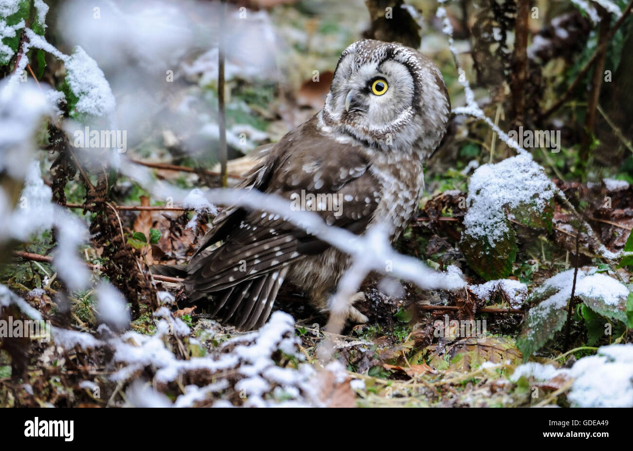 Boreal owl, le hibou Banque D'Images