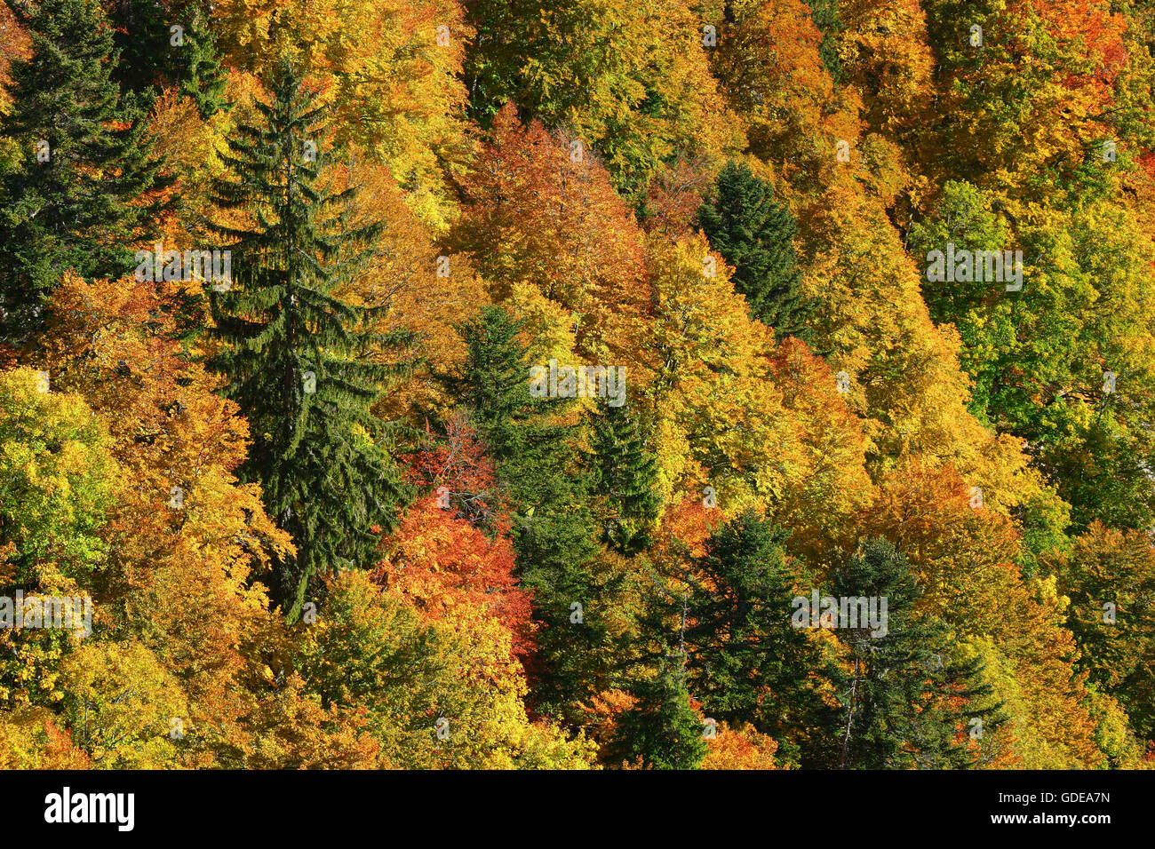 Forêt mixte à l'automne,Suisse Banque D'Images