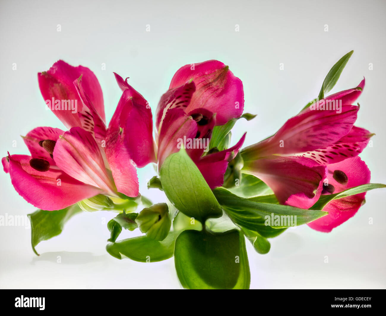 Alstromeria. Cette Alstromeria rouge fleur a été isolé et éclairé pour montrer sa beauté délicate et structure des pétales. Banque D'Images