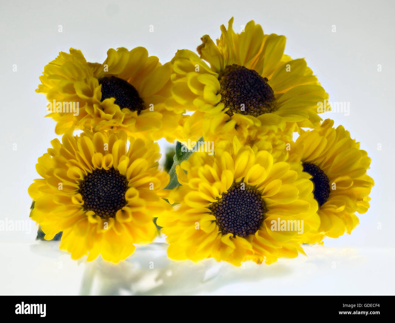 La chambre jaune. Ces fleurs jaune, ont été isolés et à l'arrière allumé pour montrer leur beauté et délicate structure des pétales. Banque D'Images